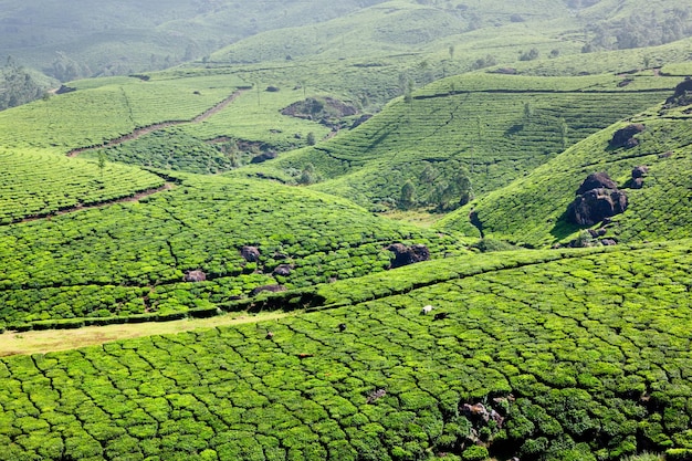 plantations de thé