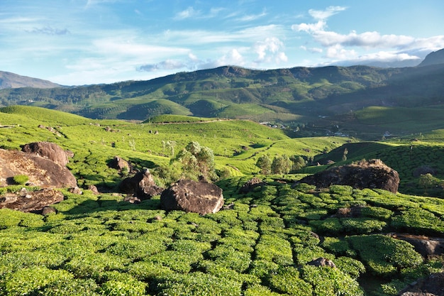 plantations de thé