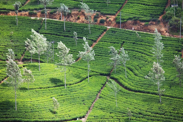 plantations de thé