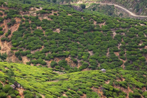 plantations de thé