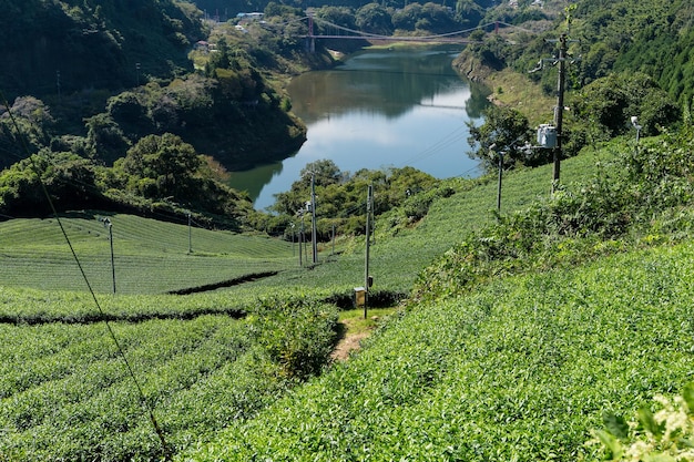 plantations de thé