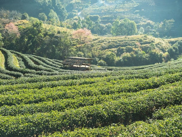 Photo plantations de thé
