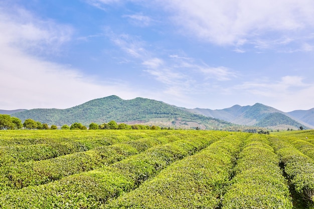 plantations de thé