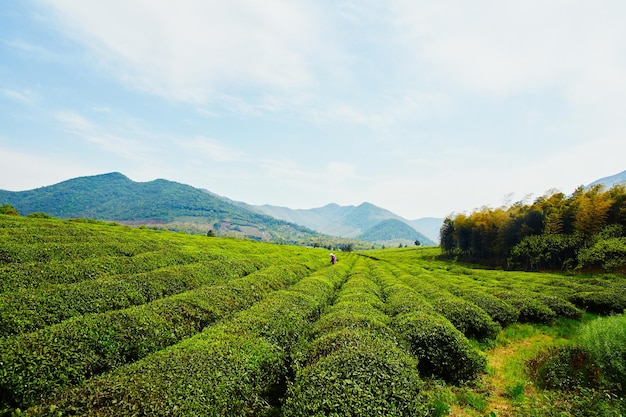 plantations de thé