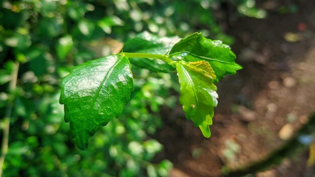 Photo cette plante acalypha siamensis pousse dans mon jardin.