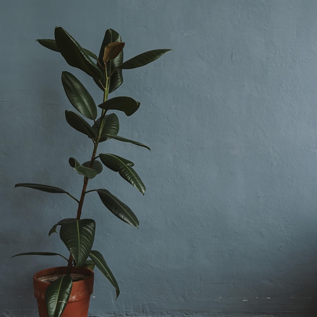 Plante d'accueil ficus sur pot en argile contre mur bleu