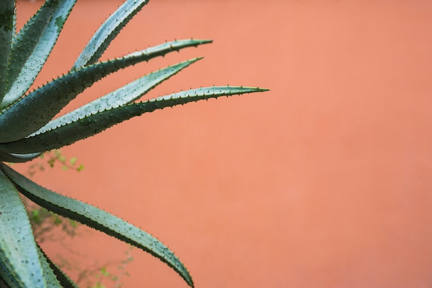 Photo plante d'agave avec des épines acérées sur les feuilles