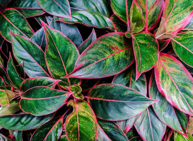 Plante d&#39;Aglaonema dans le jardin