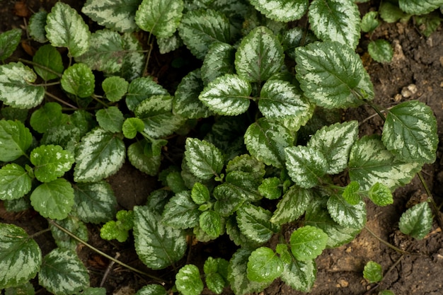 Plante agréable et texturée, feuilles vertes et propres