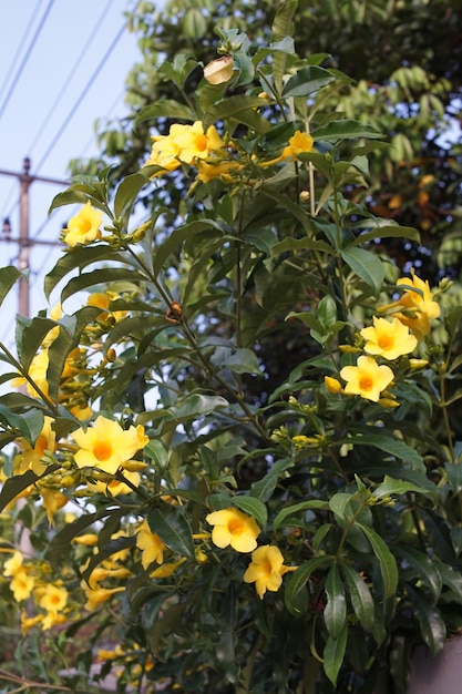 Photo la plante allamanda cathartica en fleurs dans l'après-midi