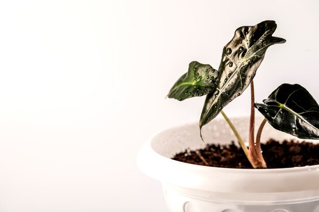 Plante Alocasia dans un pot de fleur isolé sur blanc