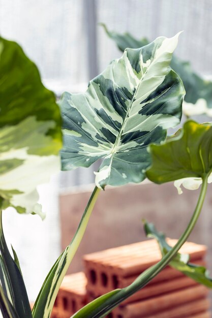 La plante alocasia est Okinawa