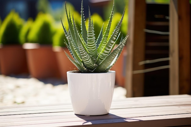 Une plante d'aloe vera blanche en pot