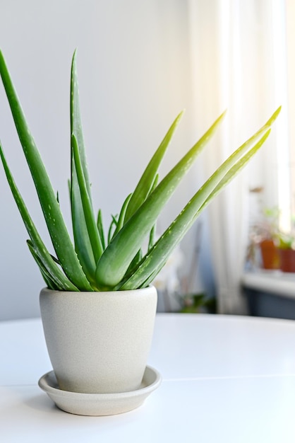 Plante d'aloe vera dans un pot blanc près d'une fenêtre à l'intérieur d'une maison feuilles d'aloe vera mortes