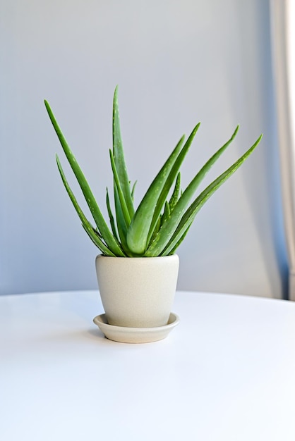 Plante d'aloe vera dans un pot blanc près d'une fenêtre à l'intérieur d'une maison feuilles d'aloe vera mortes