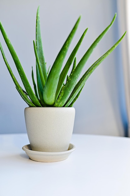 Plante d'aloe vera dans un pot blanc près d'une fenêtre à l'intérieur d'une maison feuilles d'aloe vera mortes