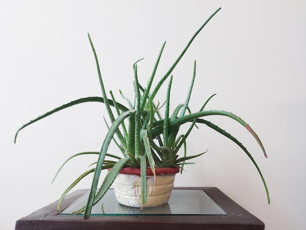 Plante d'Aloe Vera dans un pot de fleurs à la maison