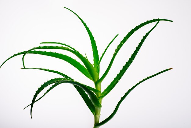 Plante d'aloe vera isolé sur blanc - image