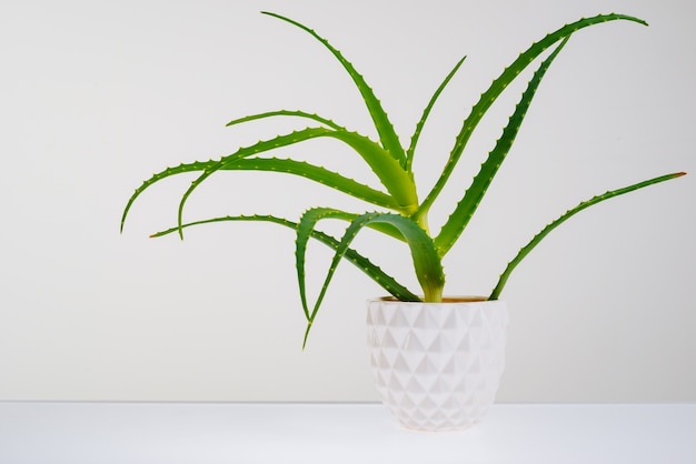 Plante d'aloe vera isolé sur blanc