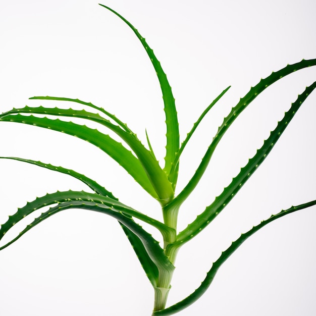 Plante d'aloe vera isolée sur blanc.