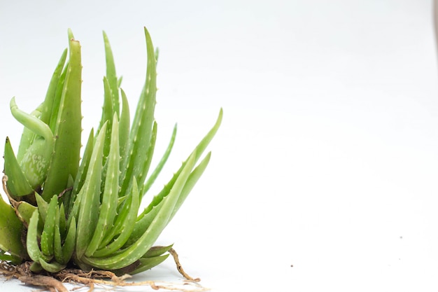 Photo plante d'aloe vera isolée