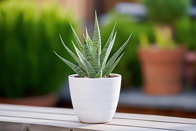 Une plante d'aloe vera en pot blanc