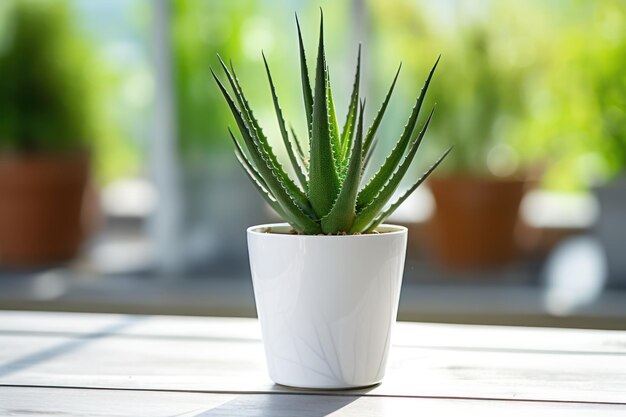 Une plante d'aloe vera en pot blanc