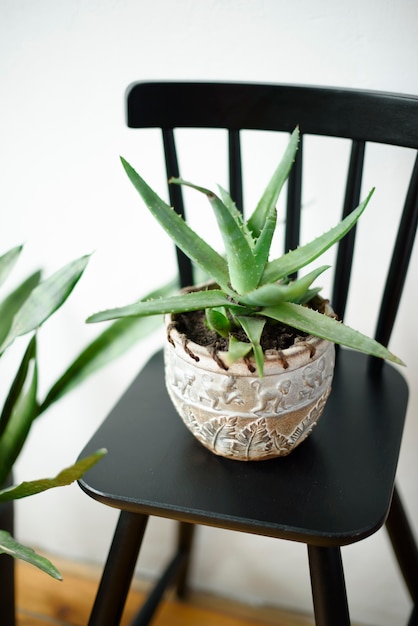 Plante d'aloès dans un pot sur une chaise noire