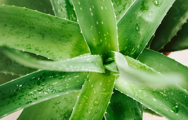 plante d'aloès avec des gouttes humides Close up