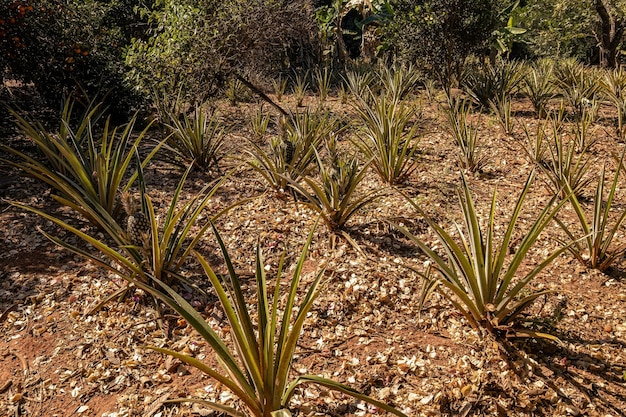 plante d'ananas dans une plantation dans une ferme pendant la journée