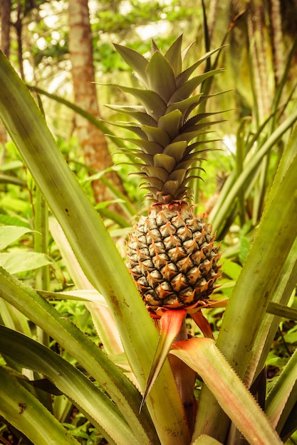 Plante d'ananas