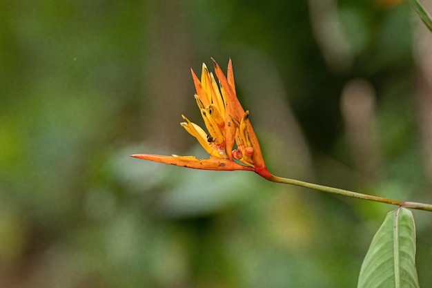 Plante angiosperme en fleurs