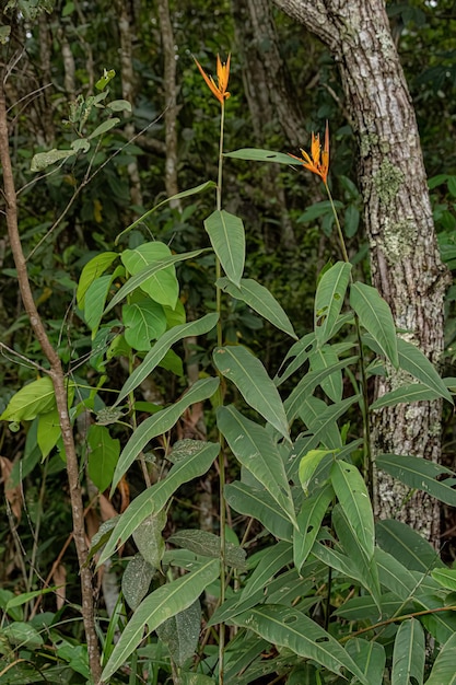 Photo plante angiosperme en fleurs