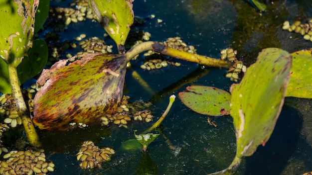 Plante aquatique de jacinthe d'eau des environnements marécageux