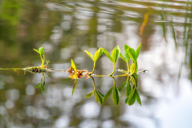 Une plante aquatique se reflète dans un étang d'eau noire