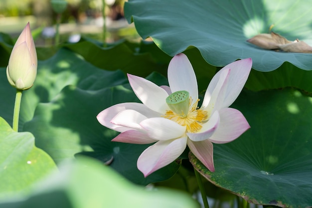 Plante aquatique tropicale nénuphar rose lotus qui fleurit en serre