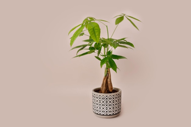 Une plante d'arbre d'argent Pachira Aquatica Feuilles vertes de pachira aquatica sur fond beige pachira