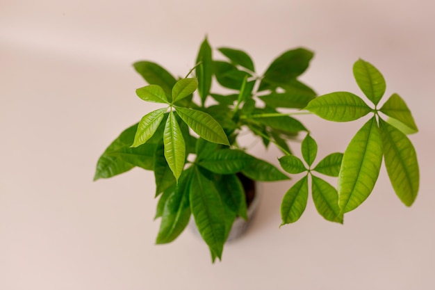 Une plante d'arbre d'argent Pachira Aquatica Feuilles vertes de pachira aquatica sur fond beige pachira