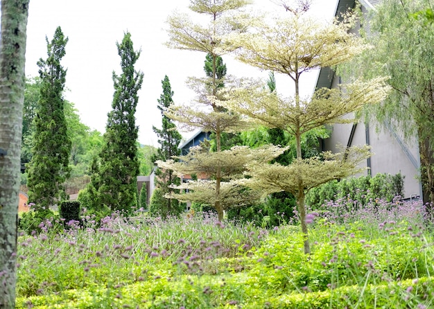 plante arbre fleur dans le jardin