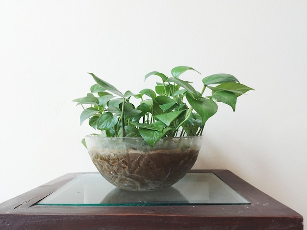 Plante d'argent dans le pot à la maison