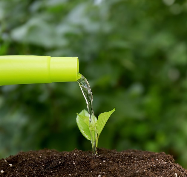 Plante d'arrosage dans le jardin