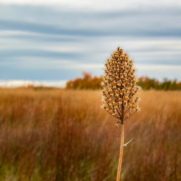 Plante d'automne avec des graines d'ail soufflées par le vent