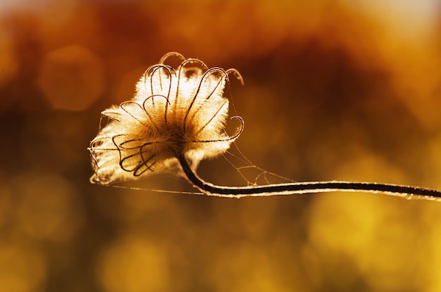 Plante d'automne