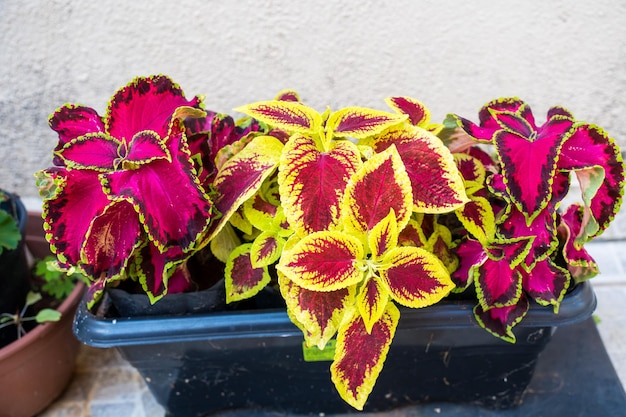 Une plante aux feuilles rouges et vertes dans un pot bleu