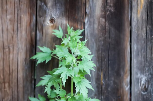 Une plante aux feuilles vertes contre un mur en bois