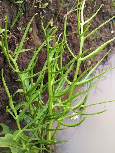 Une plante aux feuilles vertes et quelques petites gouttes d'eau au fond.