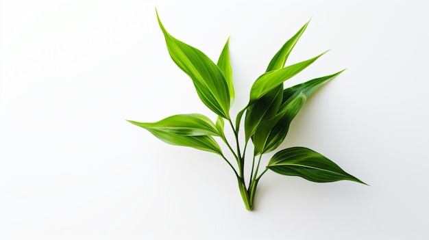 une plante aux feuilles vertes sur une surface blanche