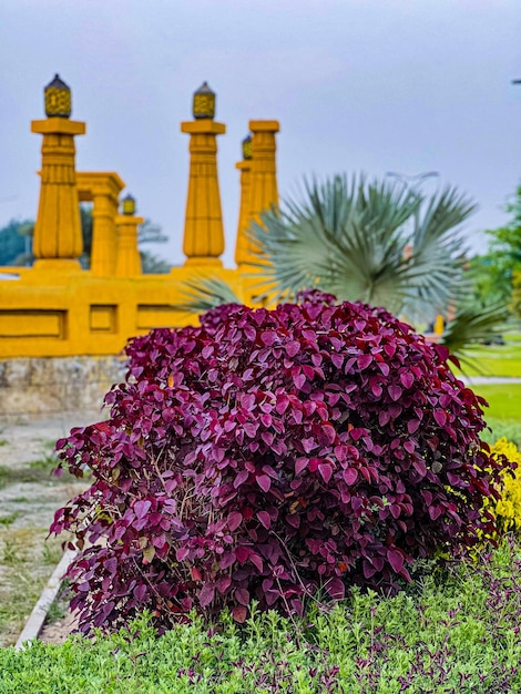 Une plante aux feuilles violettes devant un bâtiment