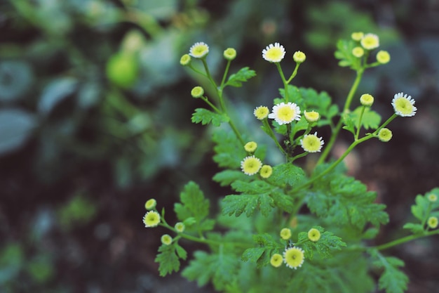 Une plante aux fleurs jaunes et aux feuilles vertes