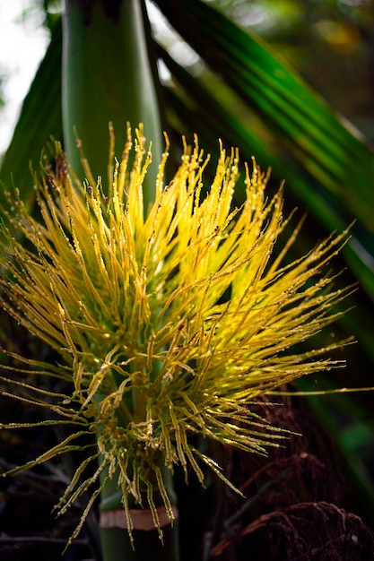 Une plante aux fleurs jaunes et aux feuilles vertes